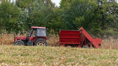 A tractor pulls a corn harvester and picks dry ripe corn in the field, an agr Stock Photos