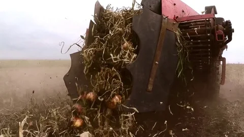The tractor pulls a machine for extracting onion. Dolly gimbal video. Stock Footage 84175583