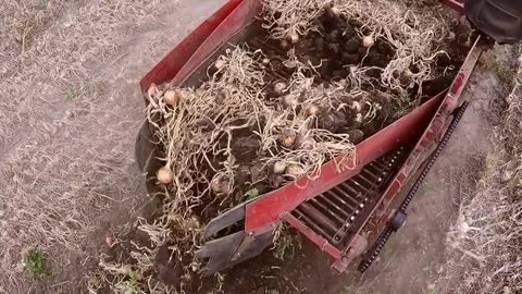 The tractor pulls a machine for extracting onion. Dolly gimbal video. Stock Footage 84175893
