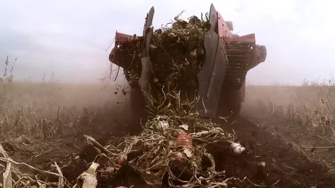 The tractor pulls a machine for extracting onion. Dolly gimbal video. Stock Footage 84175898