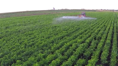The tractor pulls machine for a spraying in a field of peppers. Aerial footage. Stock Footage 80045995