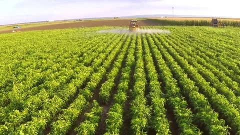 The tractor pulls machine for a spraying in a field of peppers. Aerial footage. Stock Footage 83620199