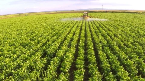 The tractor pulls machine for a spraying in a field of peppers. Aerial footage. Stock Footage 83620660