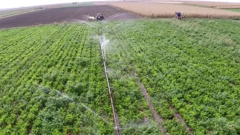 The tractor pulls machine for spraying onion during irrigation of pepper field. Stock Footage 83712301