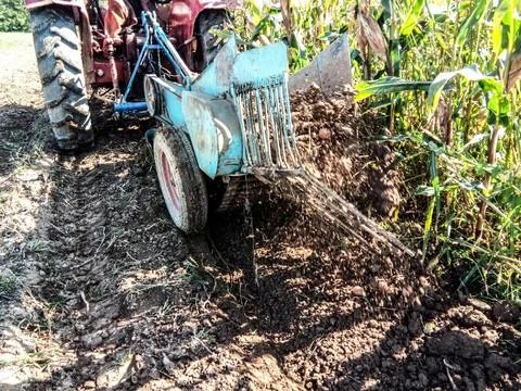 A tractor pulls the potatoes out of the ground with a machine Fotos Stock