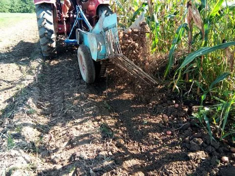 A tractor pulls the potatoes out of the ground with a machine Fotos Stock