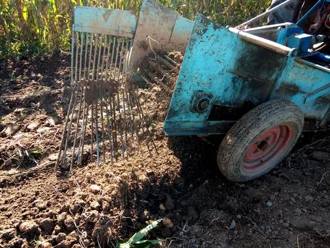 A tractor pulls the potatoes out of the ground with a machine 스톡 사진