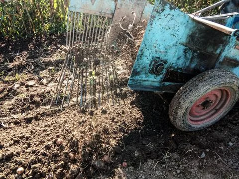 A tractor pulls the potatoes out of the ground with a machine Фото