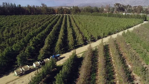 Tractor pulls train of apple bins through orchard rows, aerial view Stock Footage 303560271