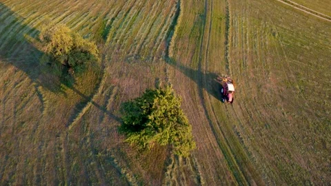 Tractor raking hay past two fruit trees casting long shadows at sunset Stock Footage 340888678