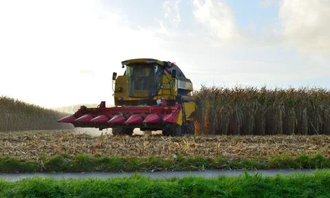 Tractor with red fork seen from front view on a maize field. 写真素材
