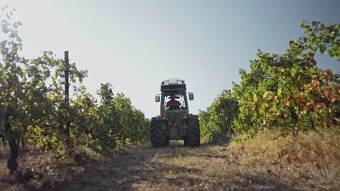 Tractor is removed moving between rows of grapevines on the terroir harvest Stock Footage 270061225