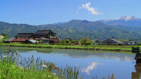 Tractor in a rice field. Video stock 23680295