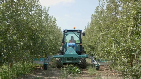 Tractor rides and squirts of Apple trees on the plantation 스톡 동영상 123426783