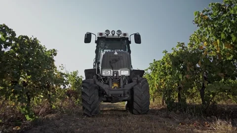 Tractor rides on camera between rows of grape vines on the territory Stock Footage 270061450