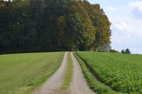 Tractor road between two fields leading to the forest Stock Photos