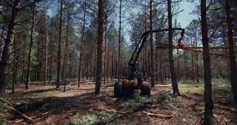 The tractor is sawing a pine forest. Technique work in the forest. Deforestation Stock Footage 157612354