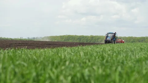 Tractor with a seeder drives in the field, sows, green wheat Stock Footage 157182898