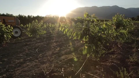 Tractor seeding grain Stock Footage 77100886