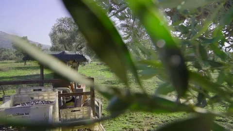 Tractor Seen Through Olive Branches IZMIR, TURKEY DECEMBER 22, 2022 Stock Footage 327903332