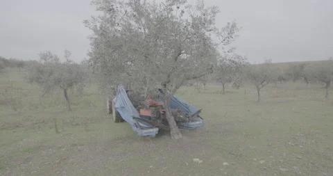 Tractor shacking the olive trees 스톡 동영상 143964550