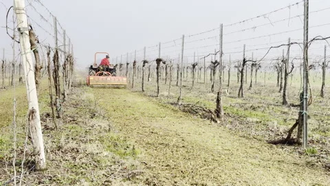 Tractor that shreds pruning vines. Stock-Footage 265612997