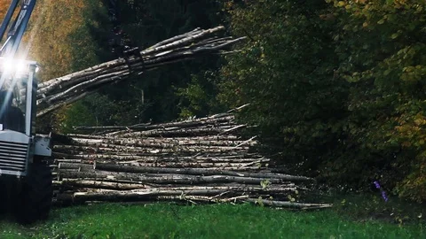 Tractor sorts the logs of trees in the forest. deforestation Stock Footage 96294085
