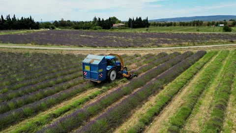 Tractor with a special machine for cutting lavender. Harvesting lavender  field Video stock 280605318
