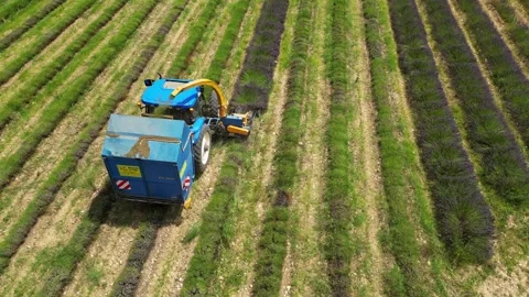 Tractor with a special machine for cutting lavender. Harvesting lavender  field Stock Footage 280605347
