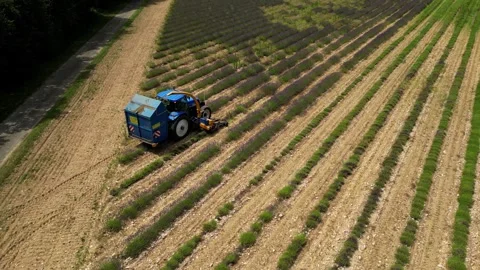 Tractor with a special machine for cutting lavender. Harvesting lavender  field Stock Footage 280605394