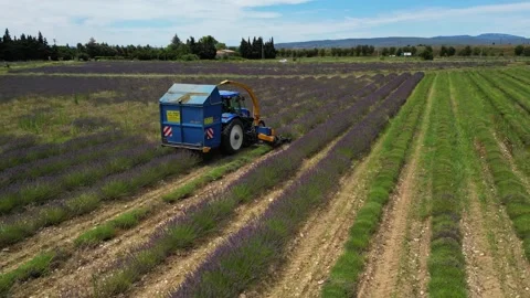 Tractor with a special machine for cutting lavender. Harvesting lavender  field Stock Footage 280605424