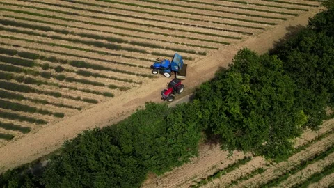 Tractor with a special machine for cutting lavender. Harvesting lavender  field Stock Footage 280605488