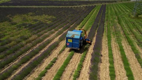 Tractor with a special machine for cutting lavender. Harvesting lavender  field Stock Footage 280605510