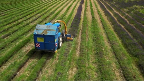 Tractor with a special machine for cutting lavender. Harvesting lavender  field Stock Footage 280605591