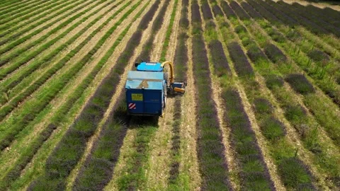 Tractor with a special machine for cutting lavender. Harvesting lavender  field Stock Footage 280605687