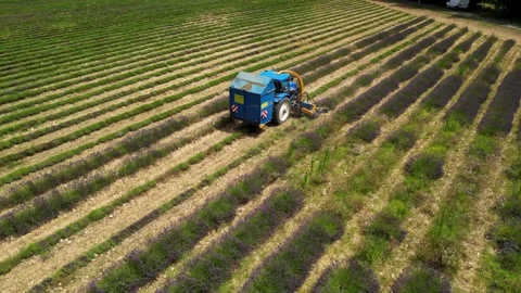 Tractor with a special machine for cutting lavender. Harvesting lavender  field Stock Footage 280605705