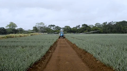 A tractor spray hervicide over the pineapple fields in Pital, Costa Rica Stock Footage 123557006