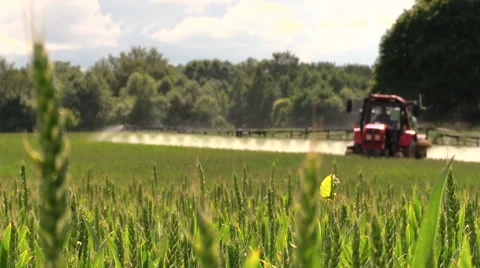 Tractor sprayer work in green young cereal field on summer day Stock Footage 43579517