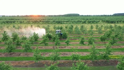Tractor Spraying Apple Trees In Garden With Fertilizers Aerial View At Sunset Stock Footage 203883683