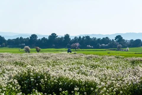Tractor spraying crops 库存照片