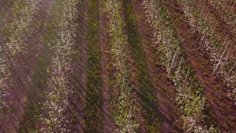 Tractor spraying flowering apple trees Stock Footage 130402419