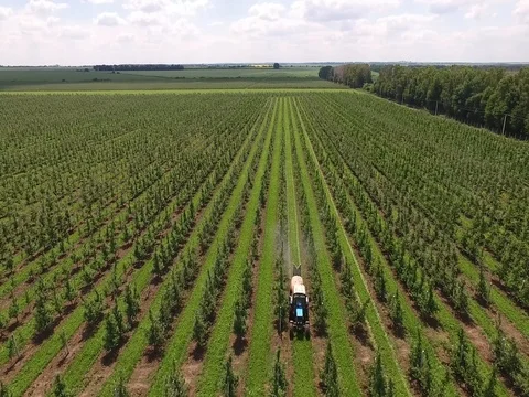 Tractor spraying fruit trees Stock Footage 79136617