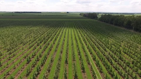 Tractor spraying fruit trees Stock Footage 87608582