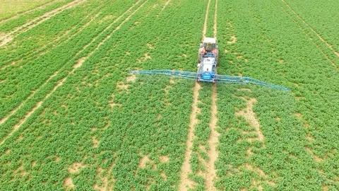 Tractor spraying herbicides on rapeseed field. Video stock 106244458