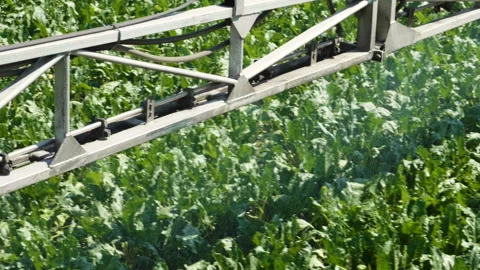 Tractor spraying the plants of sugar beet from pests, diseases . Slow motion. HD 库存影片 85484335
