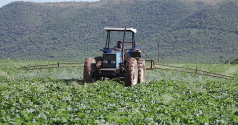 Tractor spraying vegetables with insecticide Stock Footage 61259271