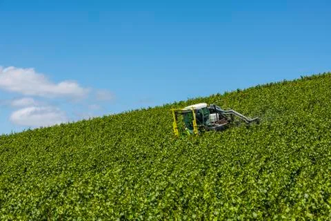 Tractor Spraying Vines Vineyard Stock Photos