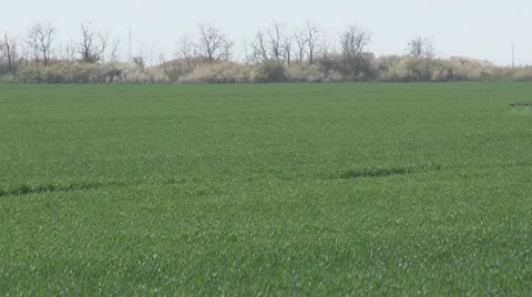 Tractor Spraying Wheat Field Stock Footage 64052918
