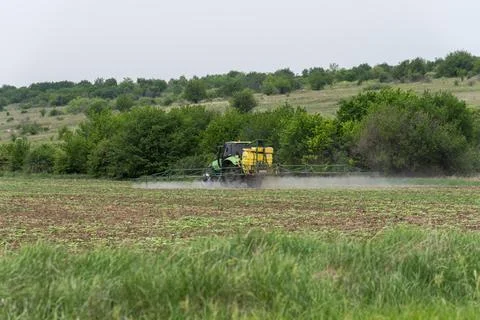 Tractor spraying wheat field. Foto stock