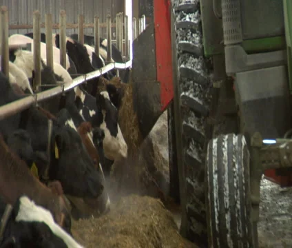 Tractor Spreader feeding cows Stock Footage 1007002